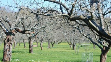 Μηλοειδή: Χειμερινές επεμβάσεις φυτοπροστασίας