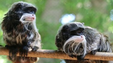 Βρέθηκαν οι δύο πίθηκοι που εξαφανίστηκαν από ζωολογικό κήπο στο Ντάλας