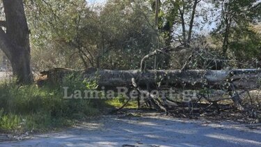 Δέντρο έριξε καλώδια της ΔΕΗ - Κινδύνευσαν αστυνομικοί