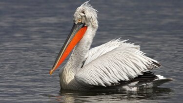 ΒΤΑ: Ξεκίνησε η εποχή αναπαραγωγής των αργυροπελεκάνων