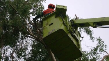 Γιατί κλαδεύουν... μόνιμα τα δέντρα δίπλα στο Εργατικό Κέντρο Ηρακλείου