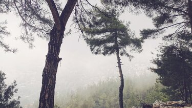 Ένα ποίημα για τα κομμένα δέντρα