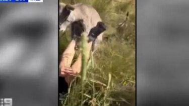 Η στιγμή που καγκουρό επιτίθεται σε γυναίκα