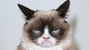 Αυτά είναι τα πέντε ζώδια που δεν ικανοποιούνται με τίποτα