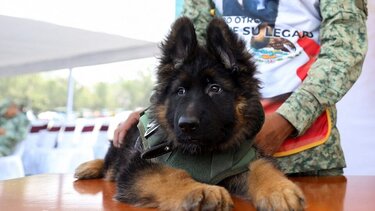 Τουρκία: Δώρο στο Μεξικό ένα κουτάβι έναντι του σκύλου που χάθηκε στις έρευνες για τους σεισμούς