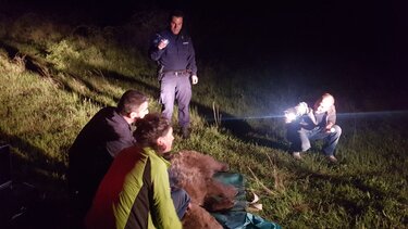 Αρκούδα πιάστηκε σε παράνομη θηλιά και μάσησε σχεδόν όλο τον κορμό δέντρου για να απελευθερωθεί!