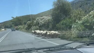 Νέα εμφάνιση προβάτων στο... εθνικό οδικό δίκτυο της Κρήτης - Βίντεο