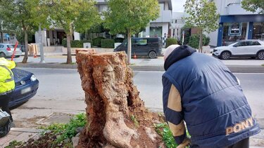 Το αλμυρίκι προσπαθεί ν' ανθίσει- Άγνωστος κόβει κρυφά τους νέους βλαστούς