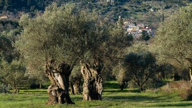 Ελαιοτουρισμός: Η "λύση" στον υπερτουρισμό της Κρήτης;