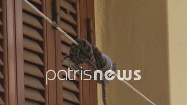 Άνοιξε το παράθυρο και είδε μια οχιά κουλουριασμένη στο σχοινί της μπουγάδας!