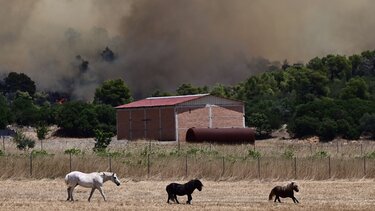 Μάνδρα: Επιχείρηση απεγκλωβισμού ζώων από την Αστυνομία