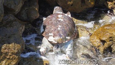 Νεκρή θαλάσσια χελώνα στο Ενετικό Λιμάνι των Χανίων 