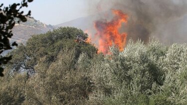 Καλαμάτα: Καλή εικόνα παρουσιάζει η φωτιά στην περιοχή Υάμεια-Υπό έλεγχο η πυρκαγιά στη Λευκοχώρα 