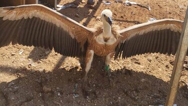 Υποφέρουν από τις υψηλές θερμοκρασίες τα αρπακτικά στην Κρήτη