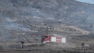  Εισαγγελική έρευνα για τα ζώα που κάηκαν στο ιδιωτικό καταφύγιο στο Λαγονήσι 