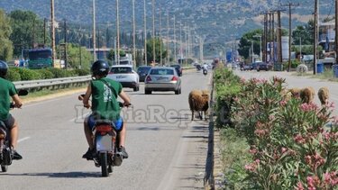 Βγήκαν τα πρόβατα στην εθνική!