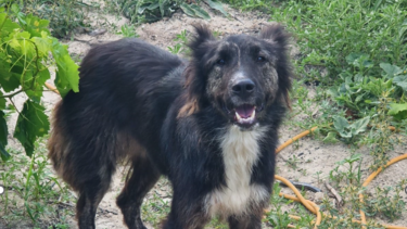 Έσωσαν έναν σκύλο που υπέφερε από τον καύσωνα!