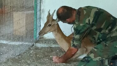 Χειρουργήθηκε με επιτυχία ελαφάκι που σώθηκε από τη φωτιά στη Ρόδο