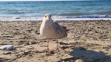 Γλάρος "υιοθέτησε" ζευγάρι λουόμενων στο Φόδελε - Δείτε το βίντεο