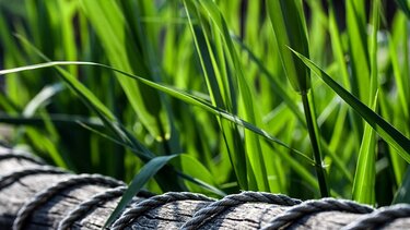 "Ας κάνουν κάτι επιτέλους με τα καλάμια στο παλιό γεφύρι"