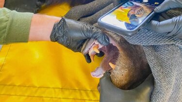 Καλιφόρνια: Αρκούδα με παρατσούκλι «Χανκ το τανκ» συλλαμβάνεται μετά από 21 διαρρήξεις σε σπίτια