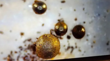 Ανακαλύφθηκε το πρώτο εξωγήινο αντικείμενο στη Γη!