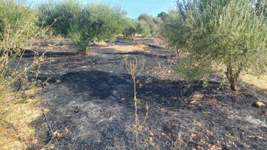 2 στρέμματα έγιναν στάχτη στη Γαρίπα