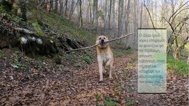 Υποχρέωση των Δήμων η φροντίδα για τα αδέσποτα