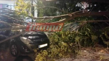 Πάτρα: Δέντρο έπεσε σε γυναίκα περίμενε το παιδί της και την τραυμάτισε!