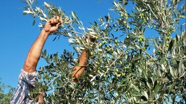  ΥΠΑΑΤ: «Κανένας κίνδυνος απένταξης Νέων Αγροτών λόγω της φετινής ακαρπίας» 