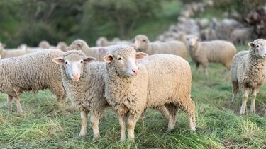 Κρούσματα ευλογιάς των προβάτων στη Λέσβο - Μέτρα από το Υπουργείο Αγρ. Ανάπτυξης