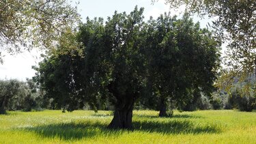 Εφιαλτικά σενάρια για τους ελαιώνες σε Πελοπόννησο, νότια Κρήτη και Θεσσαλία