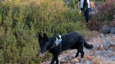 Ποινή φυλάκισης 18 μηνών και πρόστιμο χιλιάδων ευρώ για τις φόλες στον Αποκόρωνα