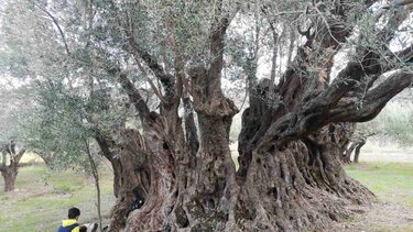 Γιορτή... μέσα στην αρχαιότερη ελιά στο Ηράκλειο - Δείτε βίντεο