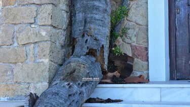 Ναύπλιο: Ο δυνατός αέρας έριξε το δέντρο που είχε φυτέψει ο Καποδίστριας