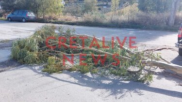 Ξεριζώθηκαν δέντρα, κόπηκαν μεγάλα κλαδιά- Δείτε φωτογραφίες