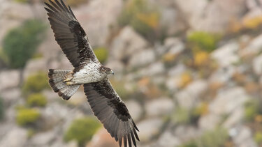 Ορνιθολογική εταιρία: "Διπλά αυθαίρετες αδειοδοτήσεις αιολικών στην Κεντρική Εύβοια"