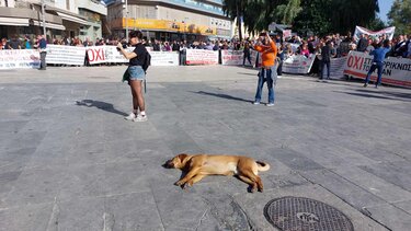 Το συλλαλητήριο για την υγεία και η... ραστώνη του σκύλου!