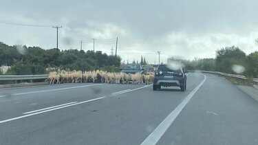 Πρόβατα σε δρόμο ταχείας κυκλοφορίας και με βροχή!