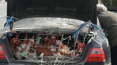 Υπάρχουν κι αυτές οι εικόνες στο Ηράκλειο...