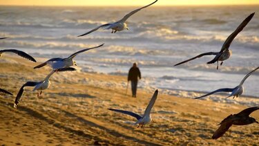 Ορνιθοπαρατήρηση στο Φράγμα Χαλαυριανού ποταμού