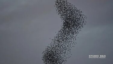 Αργολίδα: Χιλιάδες ψαρόνια εντυπωσιάζουν με το "χορό" τους - Βίντεο