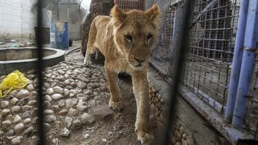 Γάζα: Λιοντάρια, πίθηκοι και παπαγάλοι λιμοκτονούν στον ζωολογικό κήπο