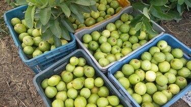 Σπάνε κάθε ρεκόρ οι εξαγωγές φρούτων και λαχανικών το 2023