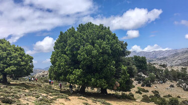 Ορειβατικός Σύλλογος Αγ. Νικολάου: Στο Οροπέδιο Καθαρού η πρώτη πεζοπορία για το 2024!