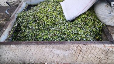 Κατσίγαρος: Το θολό "απόβλητο" του ελαιολάδου που είναι τόσο ευεργετικό!