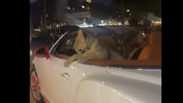 Απίστευτες εικόνες στην Ταϊλάνδη: Έβγαλε βόλτα λιοντάρι με την Bentley της