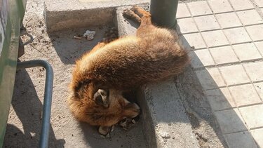 Νεκρή αλεπού στην Παραλιακή