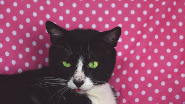 Τα 4 πιο κακά ζώδια – Έχουν μία πολύ άγρια πλευρά