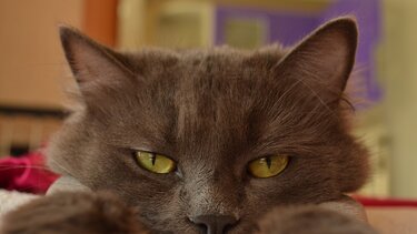 Aυτά τα τρία ζώδια σε διαβάζουν σαν ανοιχτό βιβλίο